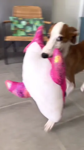 Vidas ventures ~ made friends with a fish #adoptdontshop #galgosdelsol #dogsofinstagram 