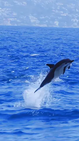 wildlife is my passion._How do you enjoy spending your day___The Common dolphin (Delphinus delphis) is the most abundant cetacean in the world_ with a global population of about six million #dolphins #cutedolphin #dolphon🐬 #dolphinchallenge #ocean #oceanlife #sea #oceancity #whiteshark #fishing #nature #oceanphotography 