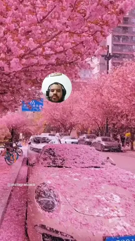 Paisagens com Ipê: Beleza que Supera Expectativas #ipe #beleza #floresta #arvores 