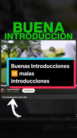 Analizamos canales ✅ En este caso analizamos las diferencias entre una buena introducción 🆚 una mala introducción 🙅🏻‍♀️ Primeramente debes tener en cuenta que la introducción es uno de los aspectos fundamentales para que un vídeo funcione correctamente en YouTube 🚀 ✅ Buen título  ✅ Buenas miniaturas  ✅ Buenas introducciones  Es la trilogía de éxito en un video ✨🙌🏻 Puedes enganchar o perder definitivamente a tu audiencia si haces una introducción aburrida y que no despierta interés 🥴 👉🏻 Está y muchísimas otros datos son los que analizo junto con mis alumnos en mis asesorías personalizadas  😉 Si te gustaría conocer más , escribe la palabra clase y te envío toda la información👇🏻👇🏻👇🏻👇🏻 #youtube #youtubers #canalesdeyoutube #canalesautomatizados #crecerenyoutube #seryoutuber #automatizacion #marifuentes 