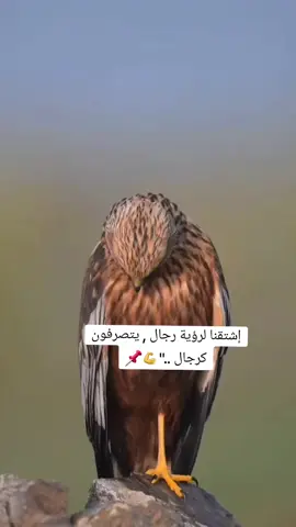 #مرسين_تشارشي_اول_شارع_السوريين #اكسبلورexplore 