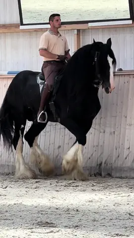 When I had the pleasure to train this amazing horse🙌🏼❤️ Shire horses are originally Bred to pull carriages… Dressage isn’t in their DNA, but when a horse has a big heart, he can achieve whatever he wants😃 #horse #horses #horsesoftiktok #equestrian #horselover #nature #horseriding #trend #trending #dressage #dance #shire 