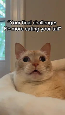 😺👎 #fyp #viral #sherlockthecat_official #cats #catsoftiktok 
