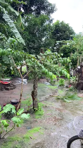 #meunordeste🌵❤️ #brasil🇧🇷 #autismo #alagoas🇧🇷🇧🇷 #mundo 