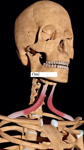 #anatomia #anatomy #fisio #fisioterapia #fisioterapeuta #anatomiamuscular 
