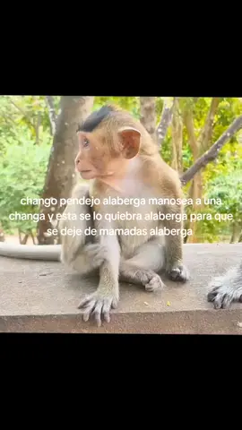 chango no quiebra a chango #humor #alaberga #kricop #🐒 #mono #monkey #changos 