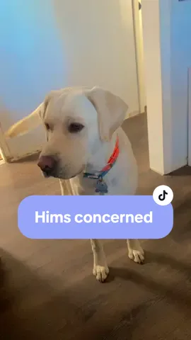 Remi’s reaction  #yellowlabrador #yellowlab #sweetdog #labradorretriever #atozformomslikeme #dogsound 