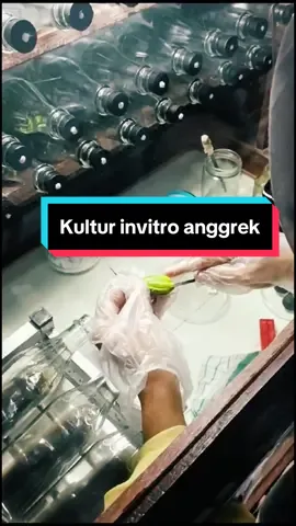 Kultur biji sederhana #tenggerorchid #anggrek #kultur #orchid #dendrobium #akarjati 