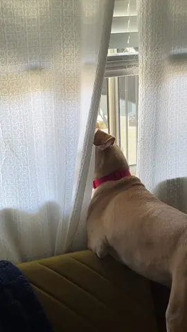 Cuando el Brandom se ponia de chismoso😂 #chisme #chismesito #perro #perros #perrostiktok #perrochismoso #fyp #fypage #fypシ゚viral #foryou #chiste #paratii #paratipage #paratiii #puertorico #puertorico🇵🇷 