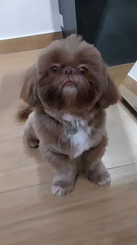 Não pode fazer nada! . . . . . #blogueirandonotiktok #shihtzuworld #fyppppppppppppppppppppppp #PetsOfTikTok #viral #cachorrofofo #fofurometroexplodiu #shihtzuchocolate #humor😂 
