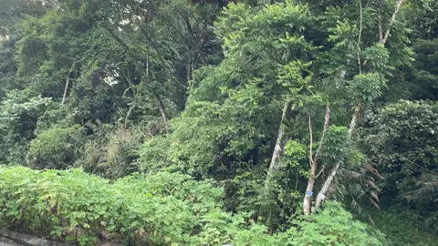 Ba vì vắng quá. #duchien35n1 #bavi 