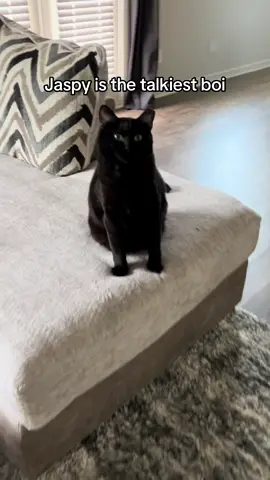 What do you think he said? 🐈‍⬛🖤 #cats #cat #catsoftiktok #catvideo #catvideos #pet #PetsOfTikTok #petvideos #animal #animals #animalsoftiktok #pet #blackcat #blackcats #blackcatsoftiktok #lol #haha #funny #comedia #laugh #meme #blackcatowners #viral #viralvideo #foryou #fyp #foryoupage 