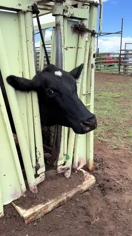 No animals were harmed, performed by professionals, dont try this at home. 😂 #cattleranch #cowboys #zithappens #pop #pimple 