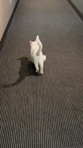 primoridal pouch be SWANGIN  #kittensoftiktok #cats #kittens #cat #kitty #cattok #catsoftiktok #fypage #fyp #PetsOfTikTok #pet #pets #primordialpouch 