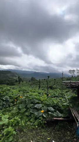 บรรยากาศมาขนมะเขือยามเช้าบ้านห้วยลอกกับข้าวบนดอยภูเขาสบายใจ✌️🍅⛰️#เกษตรกรรุ่นใหม่ #อมก๋อย100เปอร์เซ็นต์ 