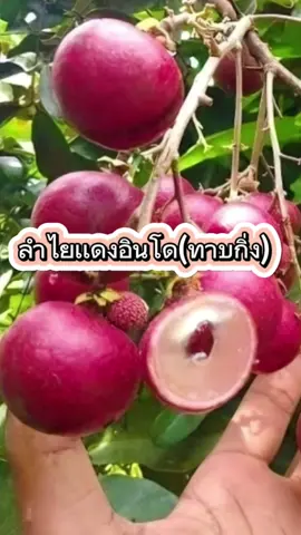 🚩🍀ต้นพันธุ์ลำไยเเดงอินโด🍀 ขยายพันธุ์โดยการทาบกิ่ง ต้นโตไวออกผลเร็ว ต้นเริ่มติดดอกออกผลต้นสูงเต็มที่ไม่เกิน 3🌴 เมตร ไม่สูงใหญ่เหมือนกับต้นลำไยทั่วไป ลำไยเเดงอินโดเป็นลำไยที่มีราคาสูงหากินได้ยาก ลักษณะเฉพาะคือออกดอกติดผลตลอดทั้งปี ผลมีขนาดใหญ่ เปลือกผลเป็นสีแดงเข้มดูสวยงามมาก รสชาติหวานหอมอร่อย ✅รับประกันสายพันธุ์เเท้ทุกต้น ✅สินค้าเสียหายจากการขนส่งเคลมฟรี ✅เก็บเงินปลายทาง #ลําไย #ลำไยเเดง #ต้นไม้ #ปลูกต้นไม้ #tiktok #ผลไม้ #ผลไม้ฟรีซดรายใน7–11 #สวนผลไม้ #สวนลําไย #สวน #เกษตรกร #เกษตร #เกษตรอินทรีย์ #เกษตรผสมผสาน #ฤดูฝน #พันธุ์ไม้สวนโชติมณี 