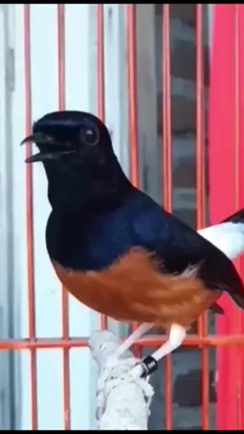 #pleci #gacor #cendet #kacer #fyp #kenari #burung #muraibatu #prenjak #ciblek #cipow #murai 