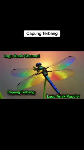 Capung Terbang #capung #capungmerah #laguanak #laguanakindonesia #laguanakbalitaindonesia #laguanakanak #laguanakanakterpopuler #laguanakkecil #laguanaklucu #laguanakbalita #laguanakpaud #anak #anaksekolah #anakanak #music #musik #musikviral #musikanak #musikanakanak #kid #kids #hewan #hewanlucu #hewandidunia #hewanunik #animal #animals #animasilucu 