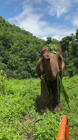 How’s cute of big daddy and their calves.  #pataraelephantconservation #pataraelephantsafari 
