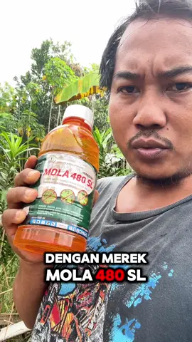 Pembasmi rumput sistemik Membasmi rumput sampai Akar Mola 480SL
