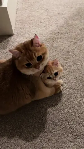 This only lasted for like 30 seconds but its the first time i caught pudding doing this 🥰 good job being a big bro pu !! He still growls with churu and his favorite toys but 🥹🥹  . . . #britishshorthair #kitten #newkitten #cutecat #kittens #catsoftiktok #britishshorthairkittens #kittensoftiktok #britishshorthaircat #catlover #cutepet #cutekitten #introducingcats #catmom #kittenlove 