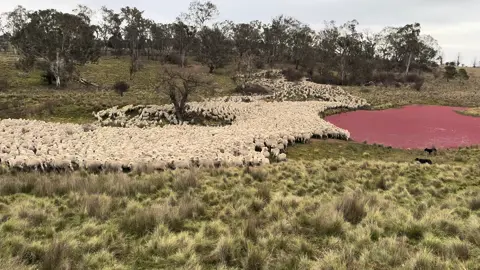 Just taking the boys away from the girls. #workingkelpie #kelpiesoftiktok #kelpie #workingkelpiesoftiktok #workingdog #livingmybestlife #thisisliving #agriculture #womeninagriculture #womeninag #merino #sheep #sheepoftiktok #farmlife #sheepfarmer 