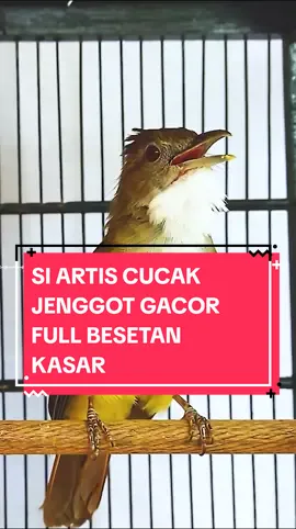 SI ARTIS CUCAK JENGGOT GACOR FULL BESETAN KASAR #cucakjenggot  #cucakjenggotmania  #kicaumania  #kicaumanianusantara  #kicaumaniaindonesia  #fouryou  #fouryoupage 