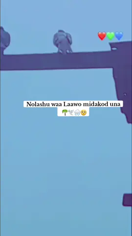 Maxa ku muqdo adiga____ 🫵🌴🌧🕊🥺#CapCut #somalitiktok #somali #
