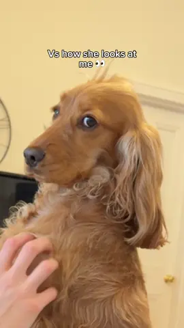 Its hard out here 🫠 #cockerspaniel #girldogdad #dogdad #englishcockerspaniel #sideeye #bombasticsideeye #doglove 