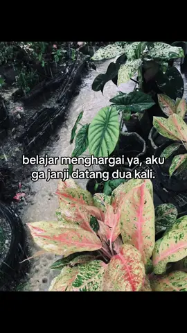 #galaustory #storywa #status #sadstory #gamon #galaubrutal #galaubrutal🥀 #masalalu #foryou #foryoupage #lfl #fypシ゚viral #random #fyppppppppppppppppppppppp 