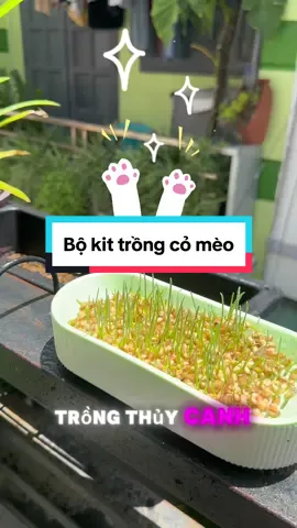 Trồng cỏ mèo thuỷ canh siêu dễ 1 tuần là mọc cây. Sẳn trong giỏ hàng #xuhuong #trending #meo #meocon #meocam #catnip 