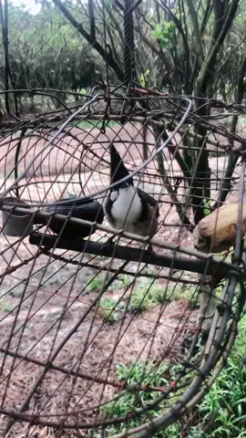 Ae bảo mồi hay cở nào cũng k quá 5tr #xuhuongtiktok #tôiyeudongvat #chàomàođấuhót #GocLamDep #tiengchimchaomao 