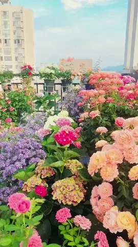 #ForYourPride #tiktok #flowers #garden #fyp 