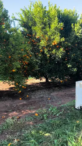 Cuộc phiêu lưu của tôi #victoria #trainghiem #viralvideo 