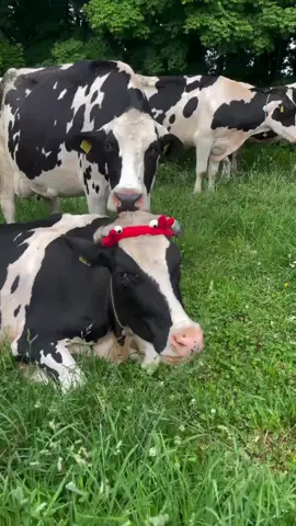 #cowfarminglife #cowfarmingautralia #cowfarminginamrica #cowfarming #cowfarm #cows #cowlife #cowsoftiktok #cowlifesmatter #cowlifesmatter #uk #usa #foryou #viraltiktok 