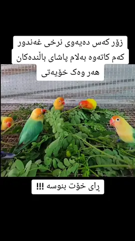 #fyp #foryoupage #foryou #kurdistan #erbil #reels #everyone #mali_balndakan #fypシ゚viral #viral #کوردستان_سلێمانی_کەرکوک_هەولیر 