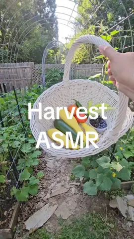 Harvest ASMR 😍 it's so quiet in the mornings. Just me, the garden, and the birds 🫶🏽 #asmrharvest #harvestasmr #asmr #morningharvest #garden #veggiegarden #Zone8a #Gardening #northcarolina #raisedbedgarden #fyp #gardenproject #GardenTok #gardeninspiration #gardenmotivation #growyourownfood