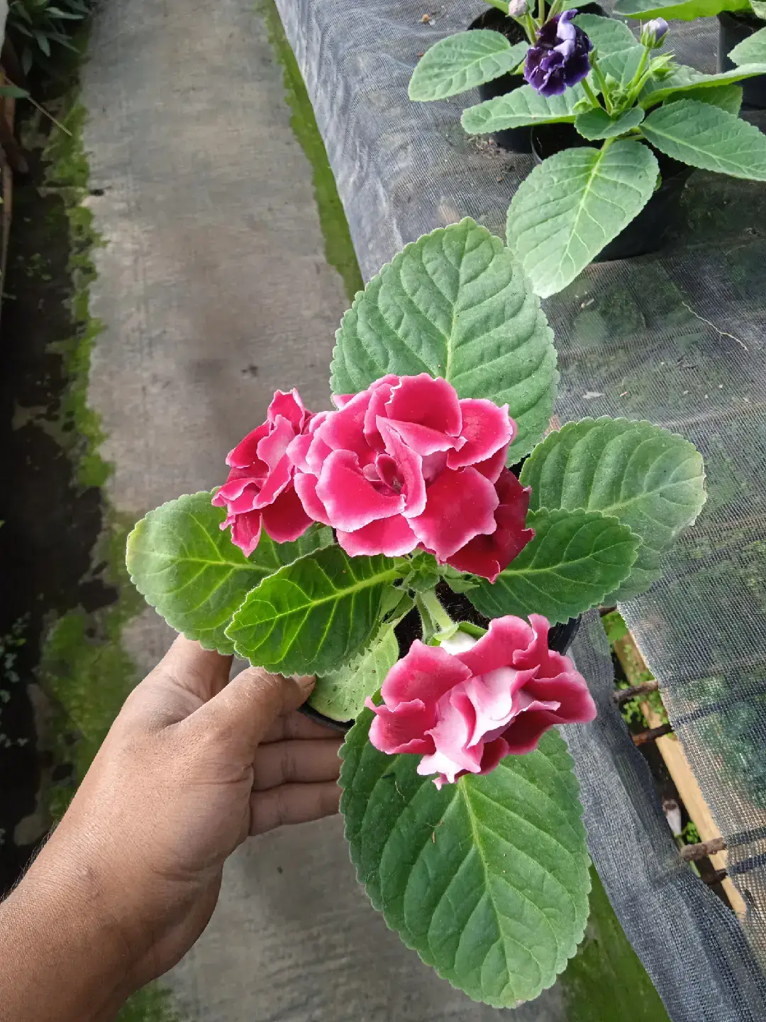 tanaman ini berasal dari Amerika Latin tanaman yang cocok di rawat #tanamanhias  #tanamanindoor  #tanamanbungahias  #tanamanhiasbunga  #tanamanbunga 