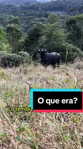 O que será q era? . . . . #animais #animal #búfalo #selvagem 
