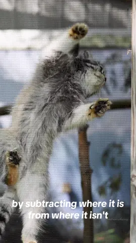 Manul guidance sustem 😼🐾 #manul #pallascat #wildcat #манул #fyp #cat #zoo #マヌルネコ #grumpycat #catsoftiktok #missileguidancesystem 