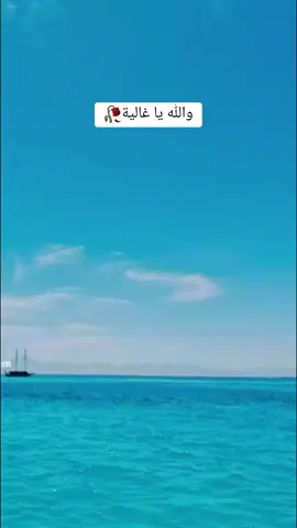 #غناء_تونسي #والله_يا_غاليا #🇹🇳 #🌺🌺🌹🌹🌸🌸🌻🌻💐💐💮💮🌺🌺 