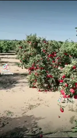 #دكتور_فاكهة #مهندس_تفاح #ازرعها_صح 