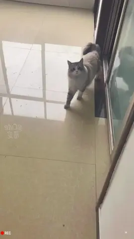 Funny kittens #foryou #fyp #tiktok #catsoftiktok #cat #cute #cuteanimals #cutecat #cutepet #cats #catlover 