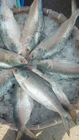 চাঁদপুর এর বড় ইলিশ মাছ  shorts#reels # video#BD #