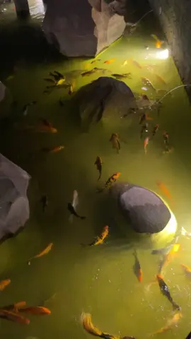 #FarazRiaz #777 #Party #FarazRiaz777 #DJ #DJFaraz #BahriaTown #Team777 #ForYouParty #PartyBoy #GameChanger #ClubParty #AfterParty #MatchFixer #MatchFixing #BusinessMan #Entreprenuer #TeamFR7 #PrivateParty #Poker #Gambler #Luxury #Casino #Royal #Loyal #Trip #Dance #Festival #PartyNight #PartyScene #SceneOn #PartyLover #PartyAnimal #Birthday #BirthdayParty #Bar #Club #Rave #FarmHouse #PoolParty #EDM #RaveParty #Shuffle #ShuffleDance #Buzz #TikTok #TikTokPakistan #Trend #Trending #Viral #ForYou #FYP #ForYouPage 