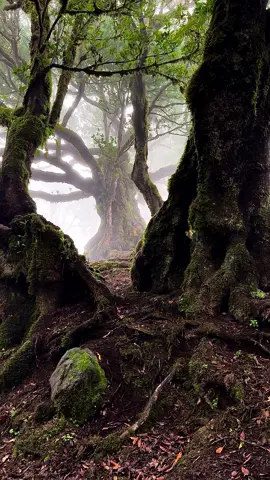Magical Forest . . . #MagicalForest #EnchantedForest #NatureMagic #ForestWonders #MysticalForest #NatureLovers #ForestPhotography #NatureBeauty #NatureGram #Wanderlust #NatureVibes #ForestWalks #IntoTheWoods #GreenMagic #fantasyforest #NaturePerfection #ScenicNature #NatureAddict #EarthMagic #DreamyForest 