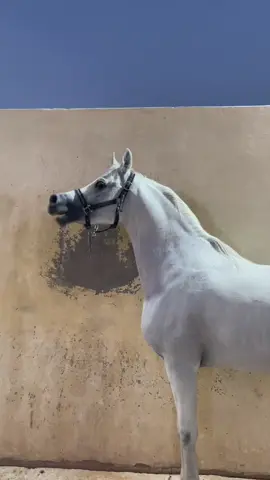 رعد🤍🐎 من تصوير المبدع@فـَ | FAYED 📸 #خيل_وخياله🐎 #خيل #خيل_عربي_اصيل #خيول_عربية_اصيلة #خيول_جمال #مربط_عقده #عقدة_حائل #عقدة #مربط_الهيبه #مربط_الهيبة #رعد_الشقب #حديدي_الشقب #الشقب #حايلندا #حايل 