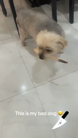 #animal#of#tiktak#dog#funny#dog#fypシ゚viral 