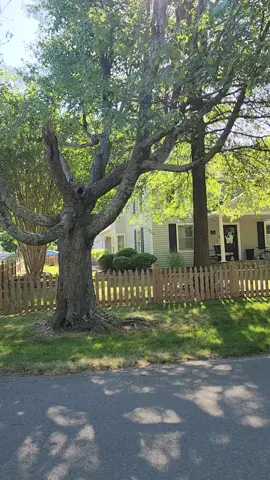 Morning Vibe 🌼🪻⚘️🌱 #usa_tiktok #usa🇺🇸 #proudamerican #luxuryhomes #neighbors #dreamhome #virginia #photography #realstate #morning 