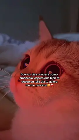 Buenos dias princesa como amaneció😍❤️‍🩹 #paratii #paradedicar #amordemivida #paratiiiiiiiiiiiiiiiiiiiiiiiiiiiiiii #buenosdias #princesa #amor❤️ #❤️ #fypシ゚viral 